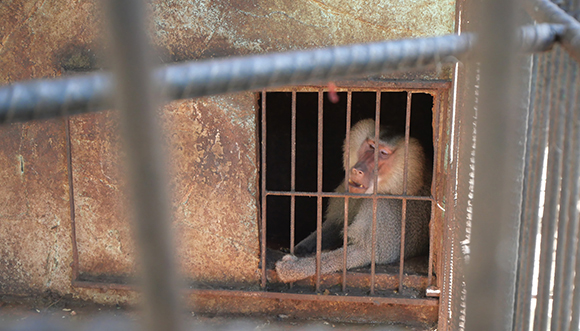 Victor el babuino del zoologico de Sancti Spiritus que este miercoles escapo de su jaula