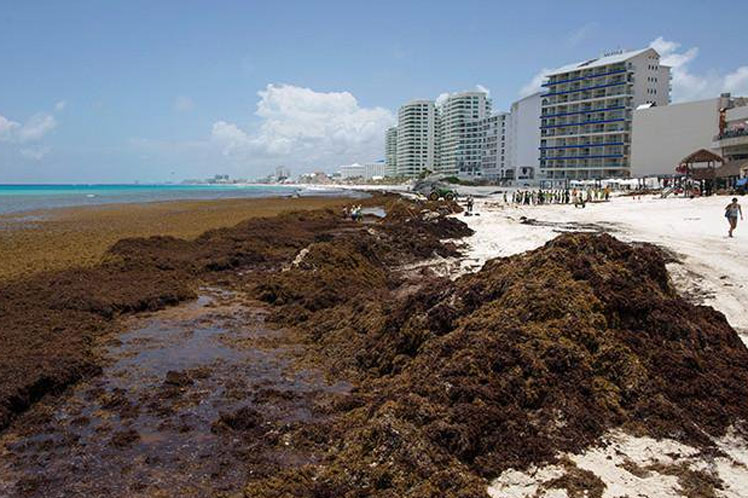 Alerta en el Caribe ante invasión masiva de algas en sus playas