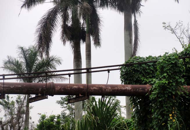 La vegetación se apodera del puente colgante sobre el río San Agustín