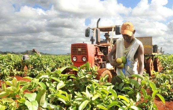 Cuba: Seguridad alimentaria y del agua, pilares de desarrollo sostenible 