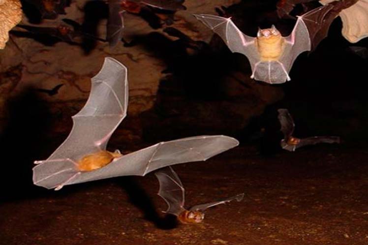 murciélagos en Cuba