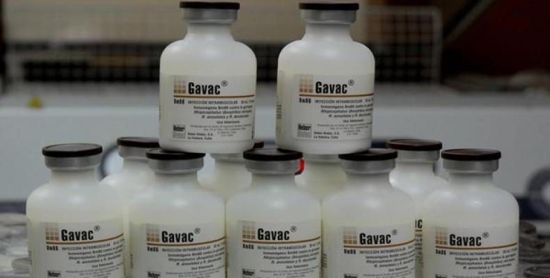 Vacuna cubana Gavac para el control integral de la garrapata Rhipicephalus (boophilus) microplus