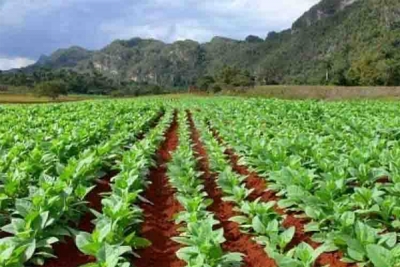 Plantaciones tabacaleras cubanas