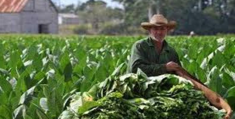Trabajador tabacalero cubano