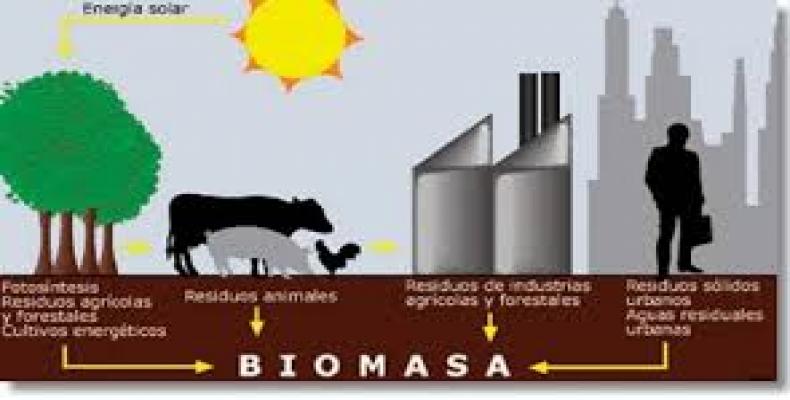 Biomasa