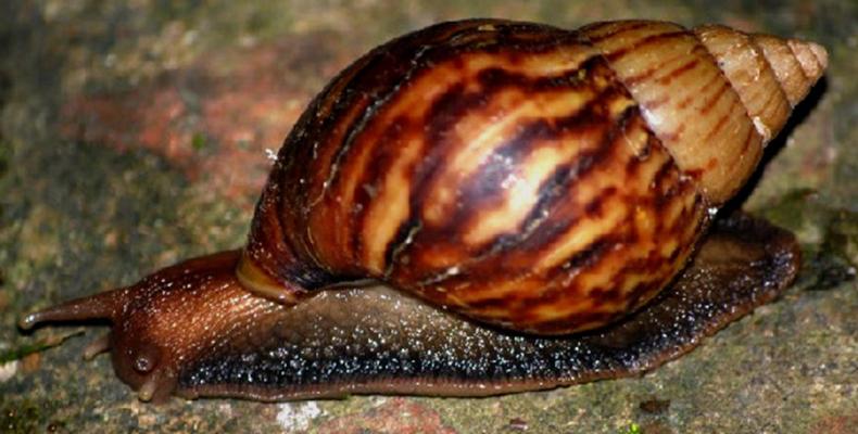 Caracol Gigante Africano presente en varias zonas de Cuba