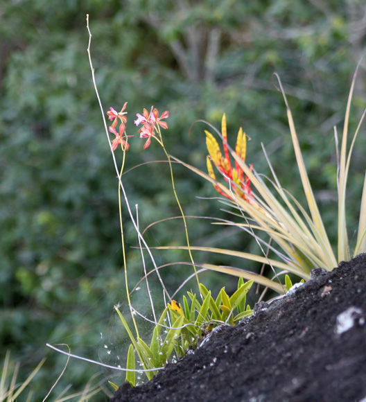 Orquídea de chocolate, regalo de la flora de Lomas de Fomento