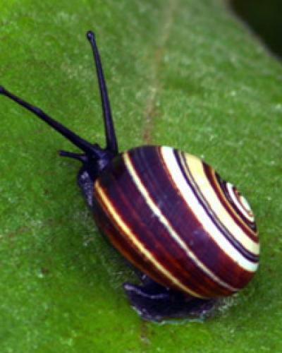 Polimitas