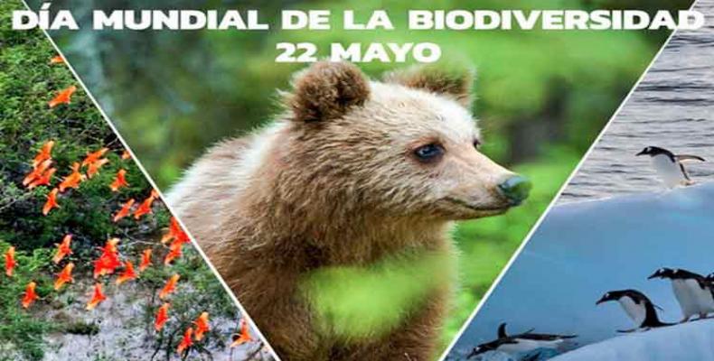 Biólogos, zoólogos, botánicos y especialistas de las ciencias naturales instan este martes al cuidado de la flora y la fauna en ocasión del Día Mundial de la Biodiversidad