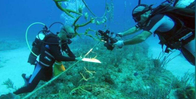 Cuba rescata sus arrecifes coralinos de los fondos marinos