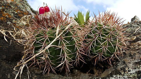 Los visitantes disfrutarán de especies bajo un estricto régimen de conservación