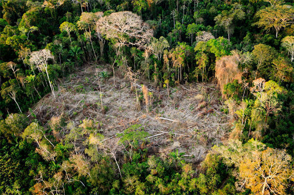 En la vasta foresta amazónica los árboles emiten sustancias volátiles que actúan como precursores para la condensación y contribuyen a convertir el vapor en lluvia que cae en la selva y también se expande por Sudamérica. Esos “ríos voladores” están en peligro. Foto: WWF.