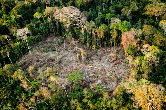En la vasta foresta amazónica los árboles emiten sustancias volátiles que actúan como precursores para la condensación y contribuyen a convertir el vapor en lluvia que cae en la selva y también se expande por Sudamérica. Esos “ríos voladores” están en peligro. Foto: WWF. En la vasta foresta amazónica los árboles emiten sustancias volátiles que actúan como precursores para la condensación y contribuyen a convertir el vapor en lluvia que cae en la selva y también se expande por Sudamérica. Esos “ríos voladores” están en peligro. Foto: WWF.