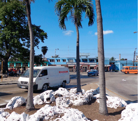 Las Palmas, simbolo de nuestra nacionalidad, no pueden faltar en un lugar como este