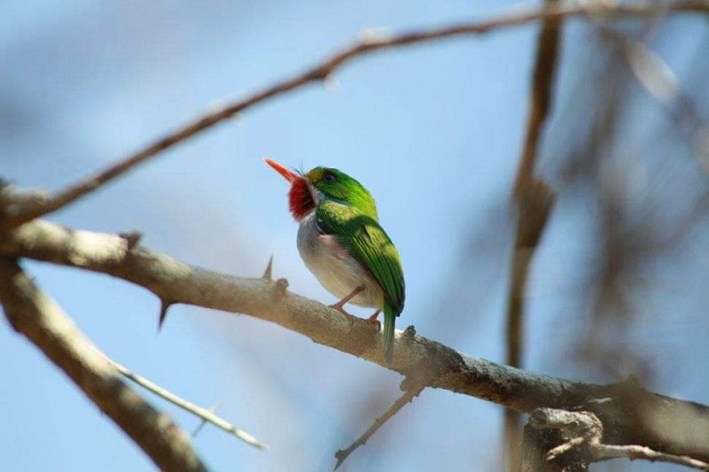 Cartacuba en la Reserva Florística Manejada de San Miguel del Junco. (FOTO/Internet)