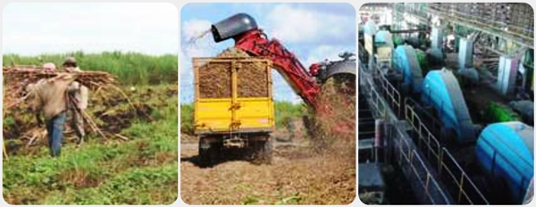 Collage de imágenes zafra azucarera en Cuba