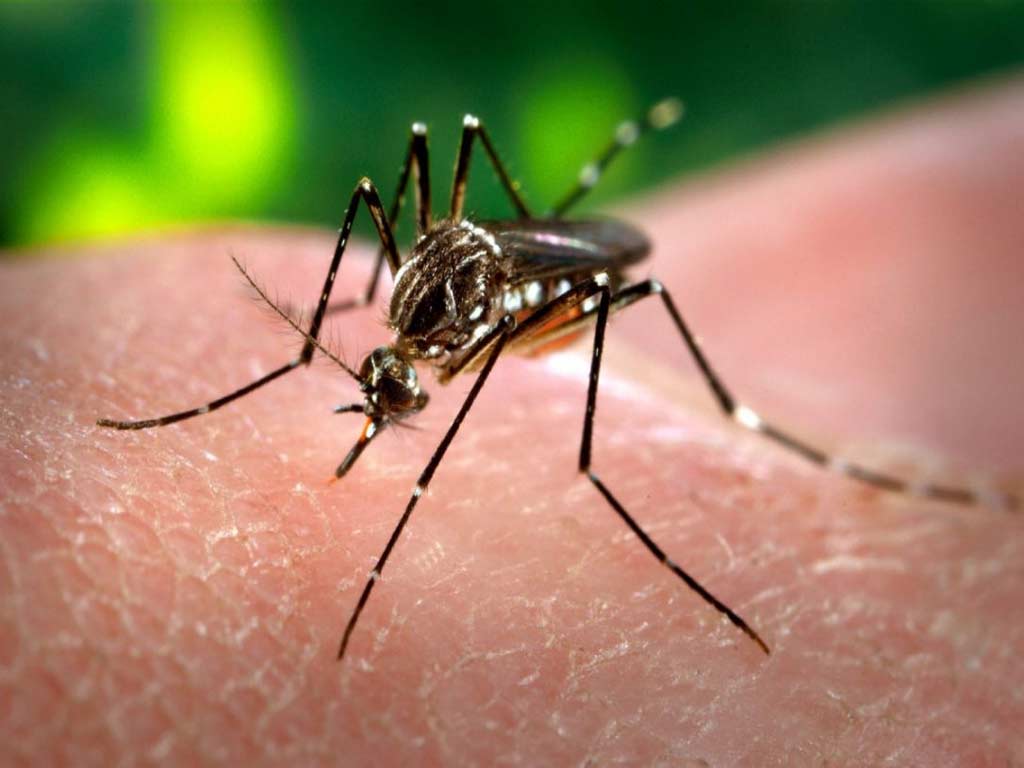 Disminuye velocidad de transmisión del dengue en Cuba