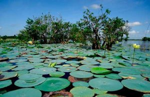 Flora Gran Humedal Norte Ciego de Ávila.