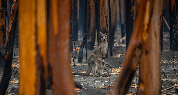Meses atrás, los grandes incendios forestales en Australia evidenciaron los efectos del cambio climático, como sucedió poco después en la costa oeste de Estados Unidos. Foto: NNUU.