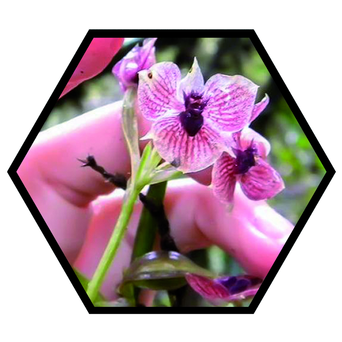 Solanum ossicruentum