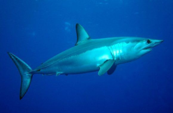 Descubren dientes de tiburones prehistóricos en Cienfuegos