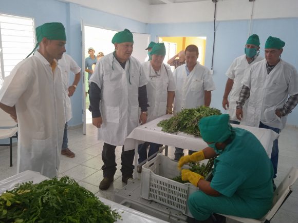 Inauguran en Sancti Spíritus la primera planta de procesamiento de polvo de moringa en el país