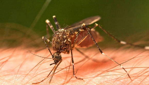 Mosquito Aedes aegypti