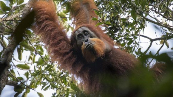 Orangután de Tapanuli.