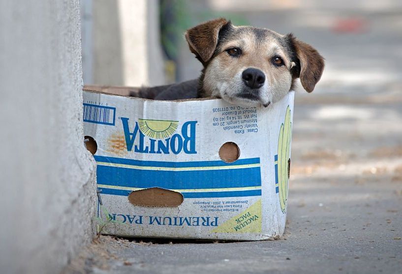 Perros callejeros sin protección animal