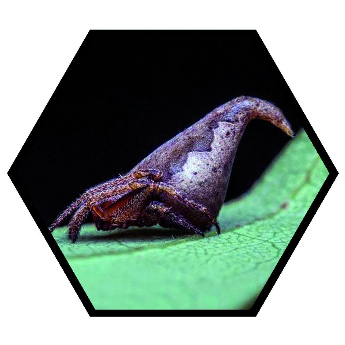 Eriovixia Gryffindori y Harry Potter