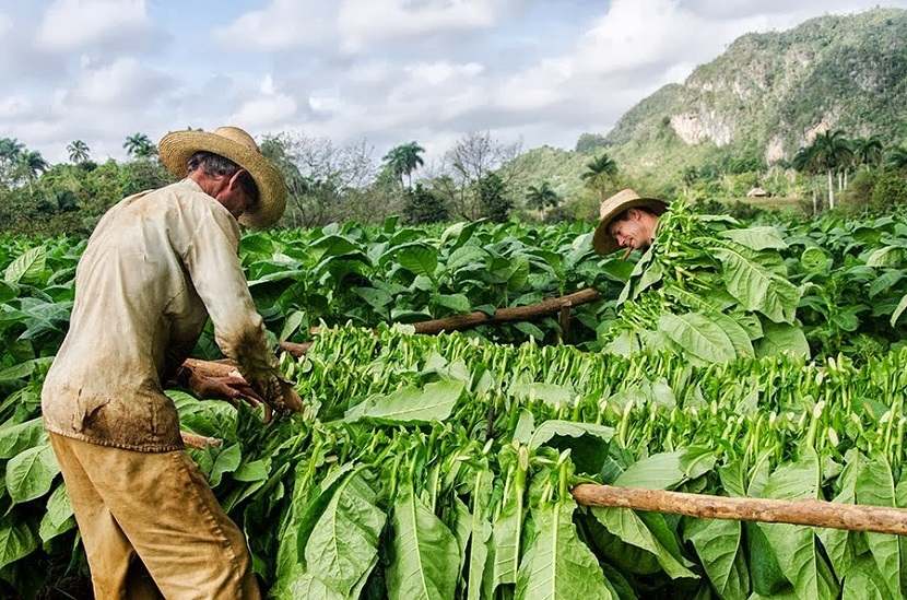Avanza en Pinar del Río la cosecha de tabaco