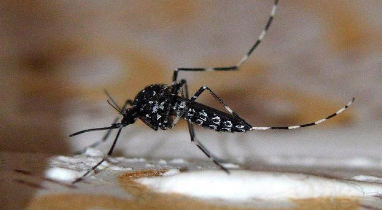 Mosquito Aedes vittatus