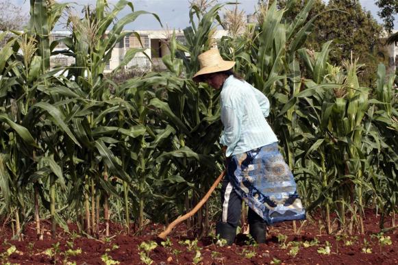 Mujer cubana agricultora