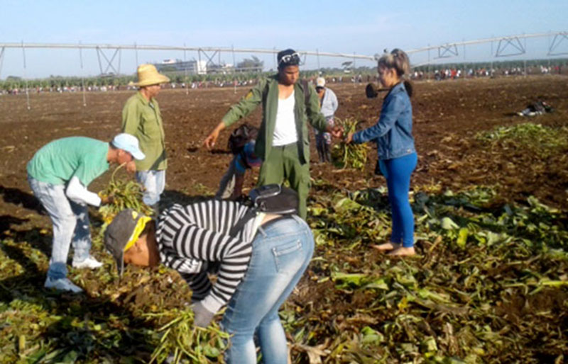 Celebran en Las Tunas Día del Trabajador Agropecuario