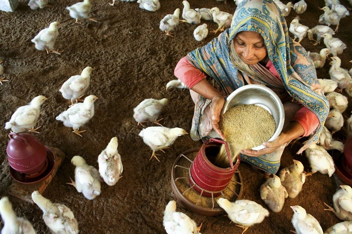 Imagen alegórica al Día Mundial de la Alimentación