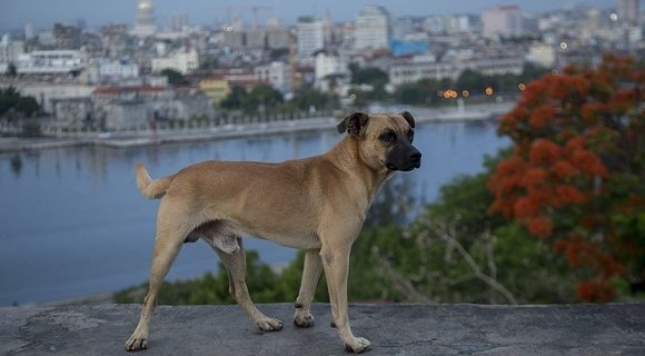 Comunidad animalista en Cuba