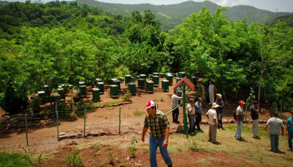 Apicultura en zonas de montaña. Apicultura en zonas de montaña.