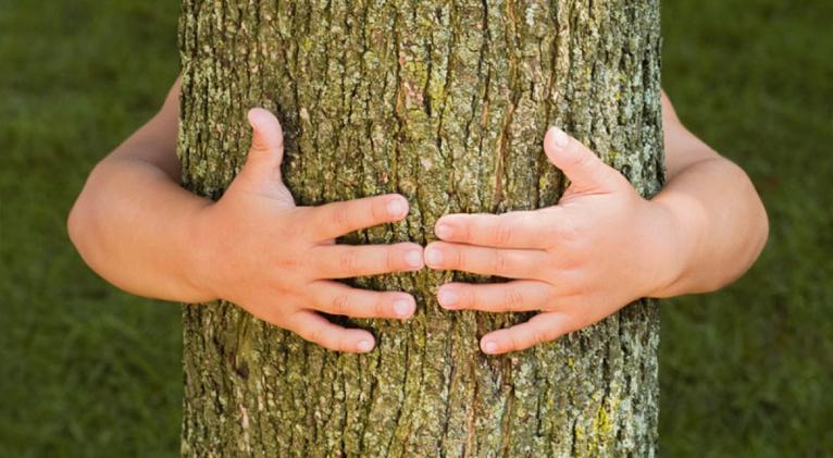 Plantar árboles, como cultivar vida