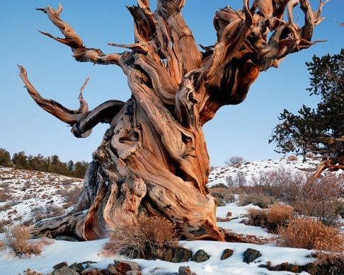 Matusalén, este pino bien longevo, es considerado el organismo no clonado más antiguo, los expertos estiman que tenga más de 4850 años de vida. Se encuentra en el Bosque Nacional Inyo, en el centro de California, de los Estados Unidos.