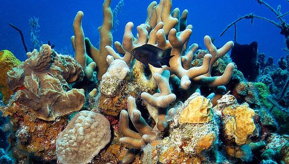 Arrecife coralino de la Isla.