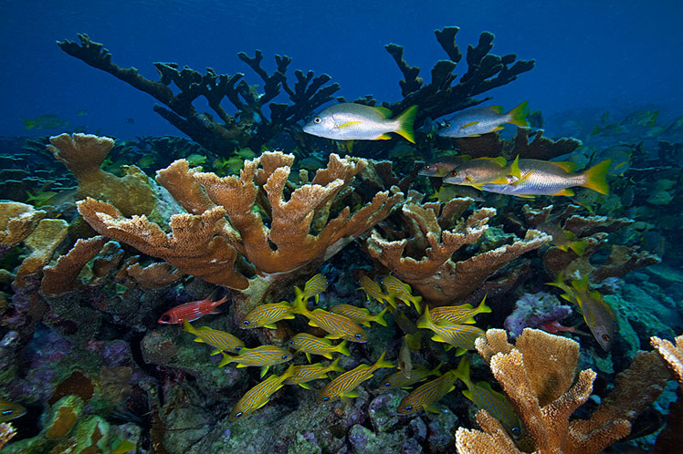 arrecifes en parque nacional Jardines de la Reina