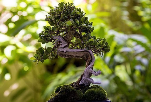 Un bonsái es una planta ornamental