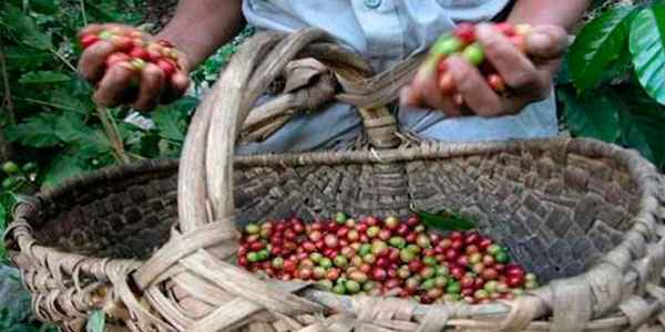 Proyecto Más Café en Cuba: producir, avanzar y preservar el Medio Ambiente