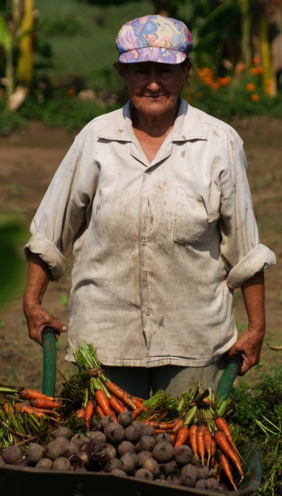 Hortalizas cultivadas utilizando métodos de ordenación sostenible de la tierra. Hortalizas cultivadas utilizando métodos de ordenación sostenible de la tierra.