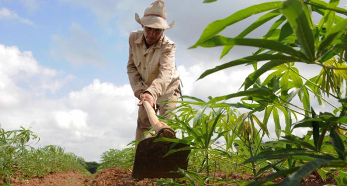 Campesino trabajando la tierra.