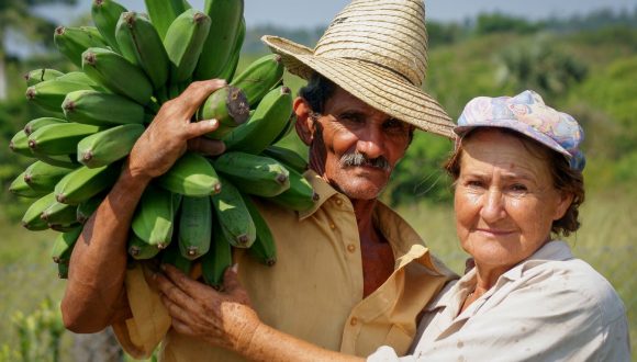 Los trabajadores agrícolas producen plátanos de manera sostenible.