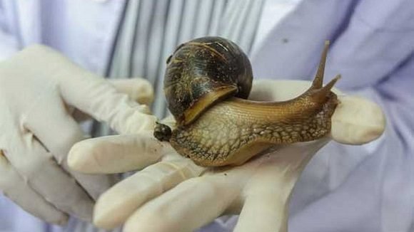 Caracol gigante