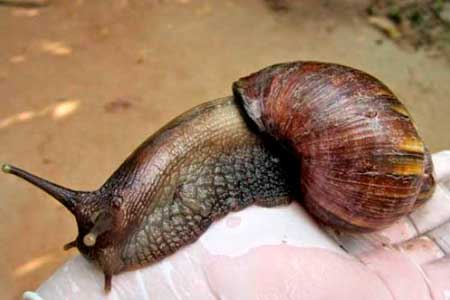 caracol gigante africano