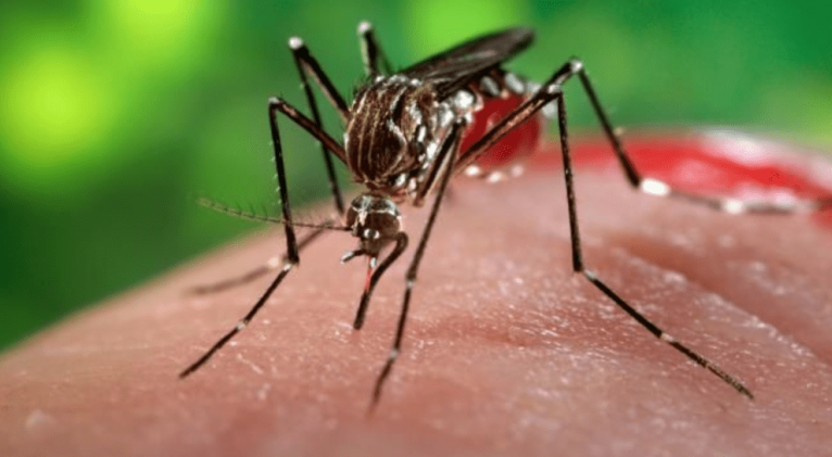 Cuba trabaja en diseño de tira reactiva para detectar el dengue y otros virus