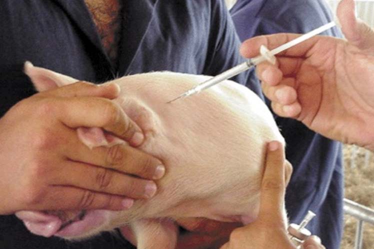 Imagen alegórica a la vacuna porcina